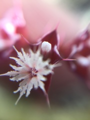 Sidotheca emarginata