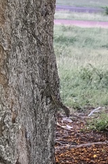 Anolis argenteolus
