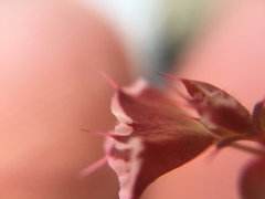 Sidotheca emarginata