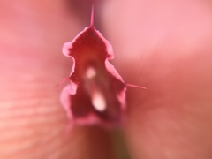 Sidotheca emarginata