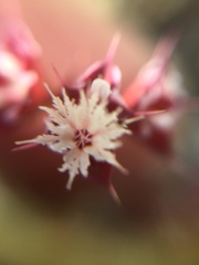 Sidotheca emarginata