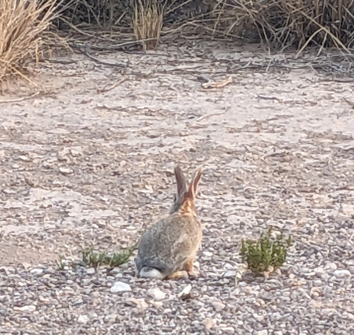 iNaturalist observation 2024-05-21