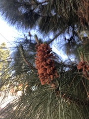 Pinus canariensis