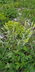 Sideritis taurica