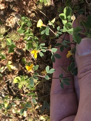 Acmispon wrangelianus