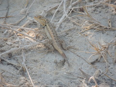 Sceloporus cozumelae