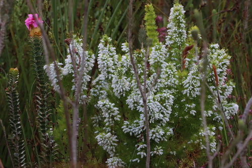 Image of Erica sitiens by (c) Tony Rebelo, some rights reserved (CC BY-SA)