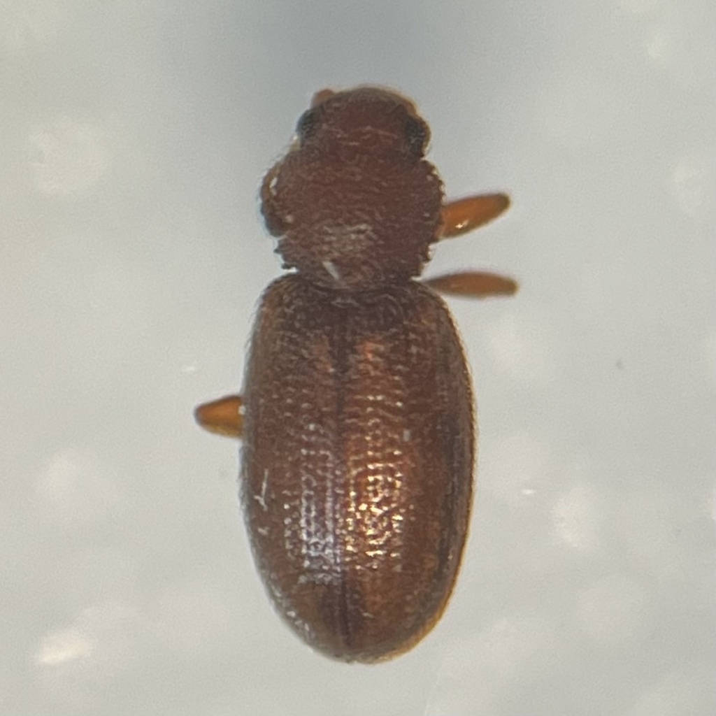 Serrated Minute Scavenger Beetle