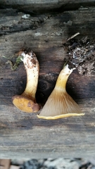 Austropaxillus muelleri