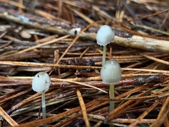 Mycena subviscosa