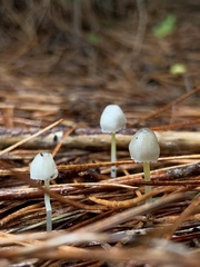 Mycena subviscosa