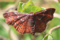 Leptostales rubromarginaria