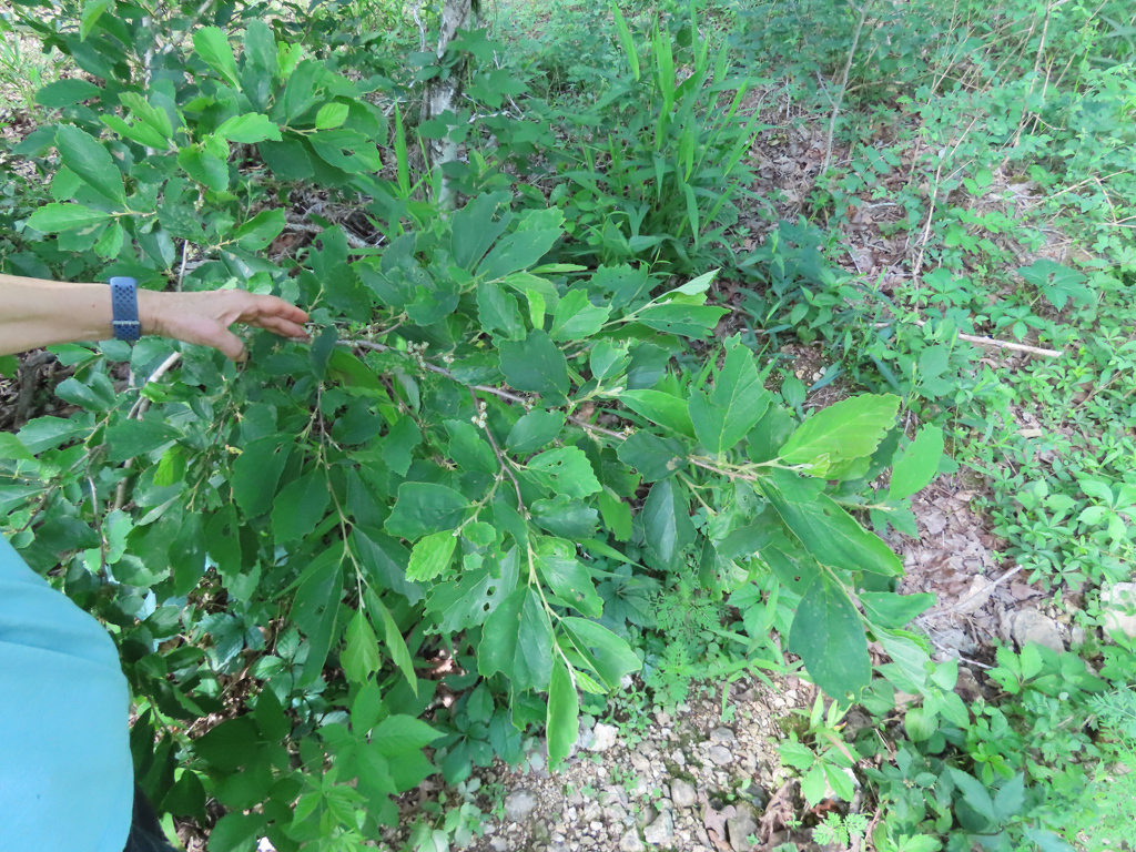 ozark witch-hazel from Reynolds County, MO, USA on May 22, 2024 at 04: ...