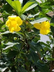 Allamanda