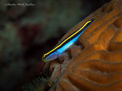Yellownose Goby photo 5
