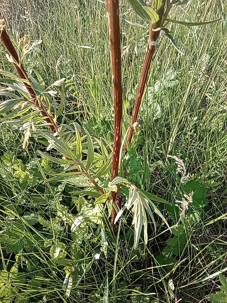 common valerian from Хобултова, Волинська область, Україна, 44760 on ...