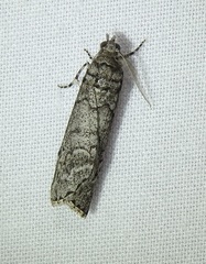 Smyriodes trigramma