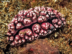 Phyllidiopsis