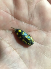 Buprestis salomonii