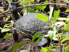 Trachemys venusta iversoni