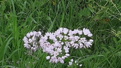 Allium roseum