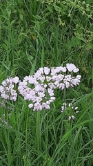 Allium roseum