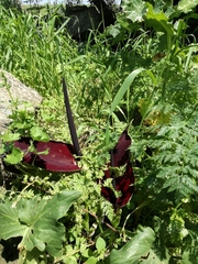Arum palaestinum
