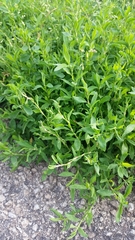 Polygonum aviculare depressum