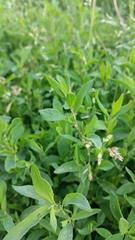 Polygonum aviculare depressum