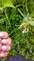 Aeschynomene americana