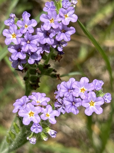 Heliotropium amplexicaule