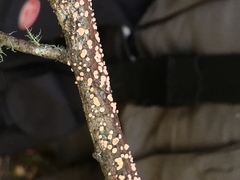 Aleurodiscus grantii