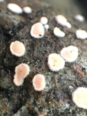 Aleurodiscus grantii