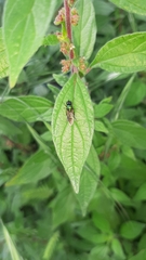 Chloromyia formosa