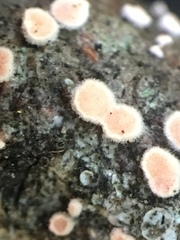 Aleurodiscus grantii