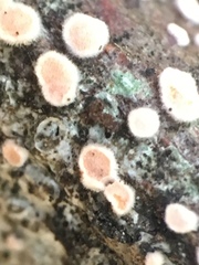 Aleurodiscus grantii