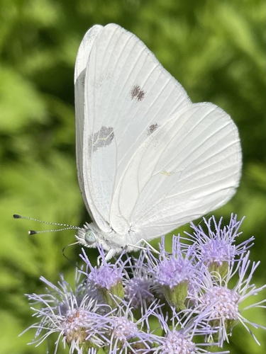 Checkered White photo 4