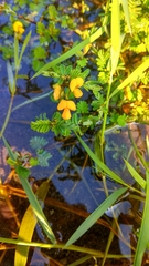 Aeschynomene elaphroxylon