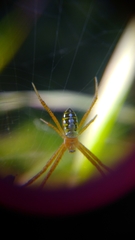 Argiope catenulata
