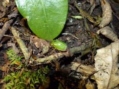 Stethaspis suturalis