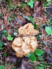 Gyromitra gigas