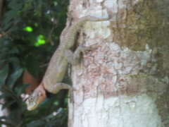 Sceloporus lundelli