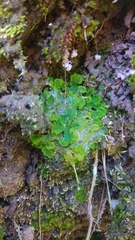 Phaeomegaceros hirticalyx