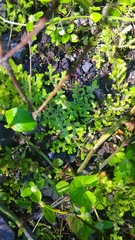 Selaginella ciliaris