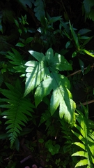 Tectariaceae