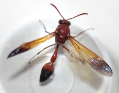 Delta dimidiatipenne