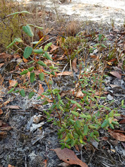 Correa reflexa scabridula