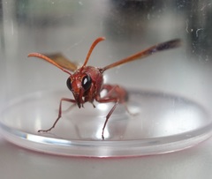 Delta dimidiatipenne