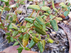 Correa reflexa scabridula