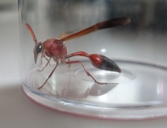 Delta dimidiatipenne